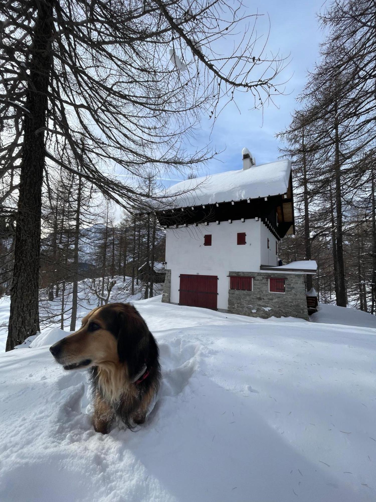 I Larici - Appartamento Per Sognare Alpe Devero Dış mekan fotoğraf